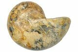 Cut & Polished Jurassic Nautilus Fossil (Half) - Madagascar #289972-1